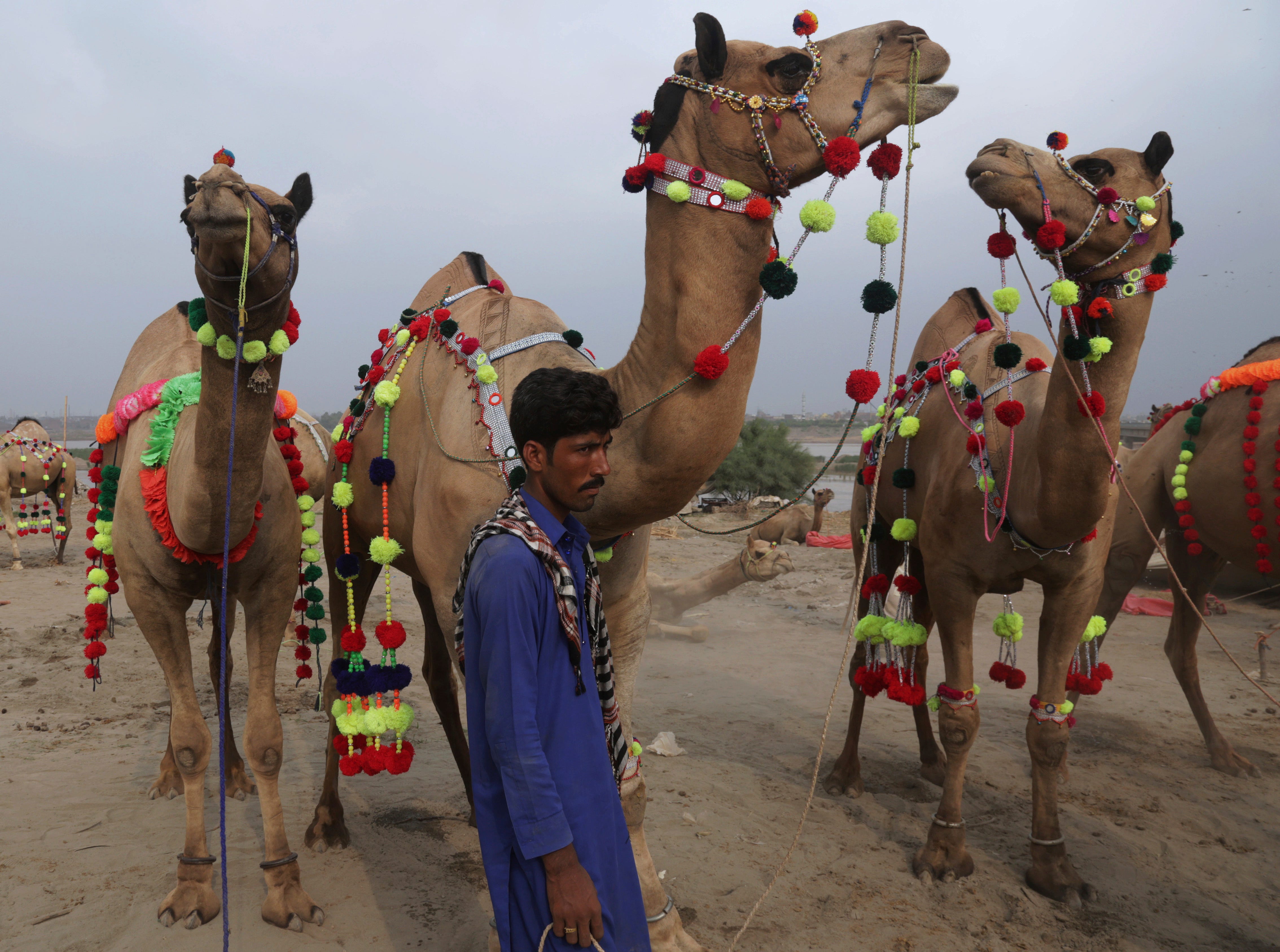 A Pakistani vendor waits for customers next to his camels decorated with colorful ribbons at a cattle market set up for the upcoming Muslim Eid al-Adha holiday, in Lahore, Pakistan, Sunday, Aug. 12, 2018. Eid al-Adha, or Feast of Sacrifice, Islam's m