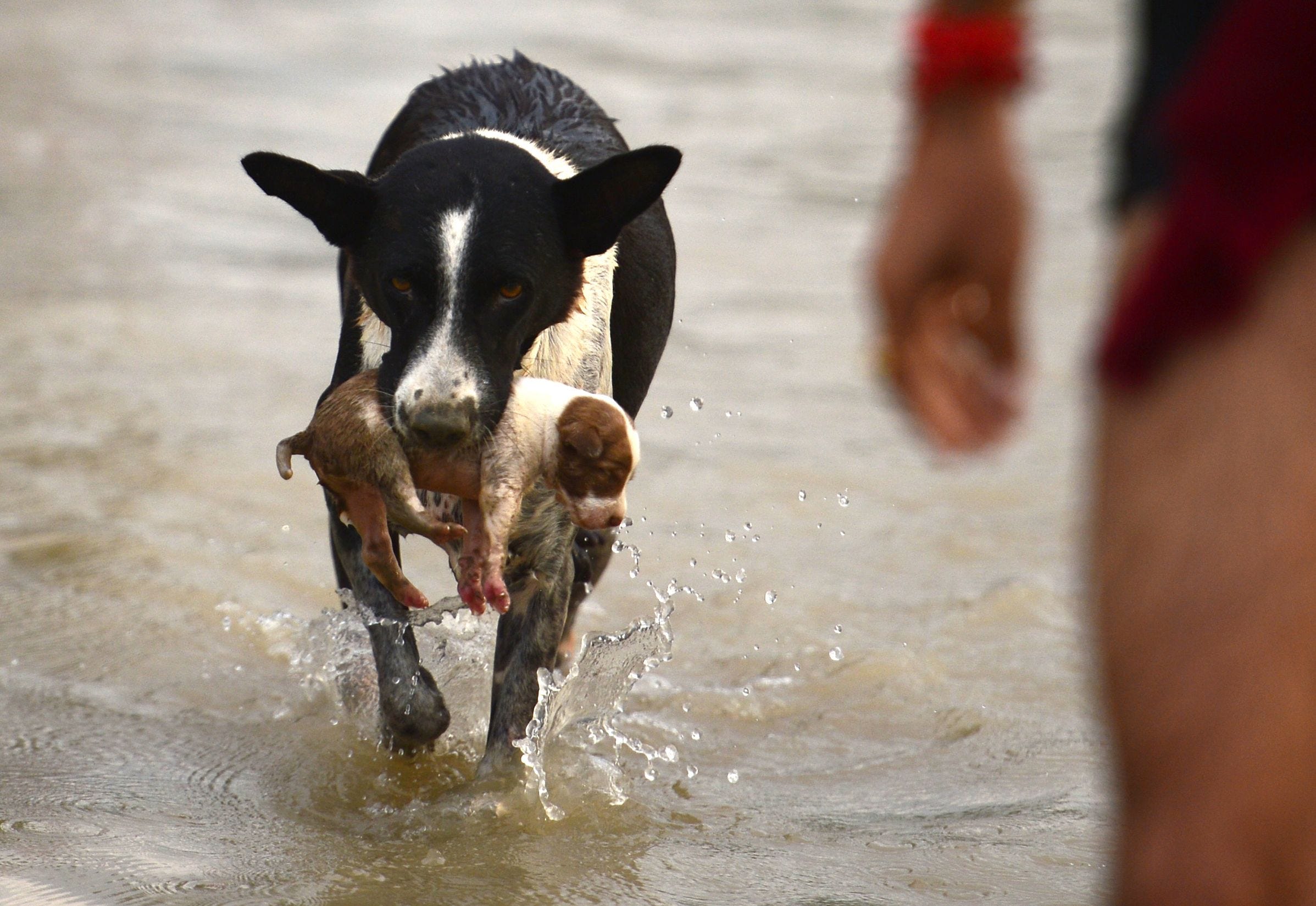 A dog transfers a puppy to a drier place at Sangam area in Allahabad on Sept. 3, 2018, as water levels of the Ganges and Yamuna rivers increase following monsoon rains.