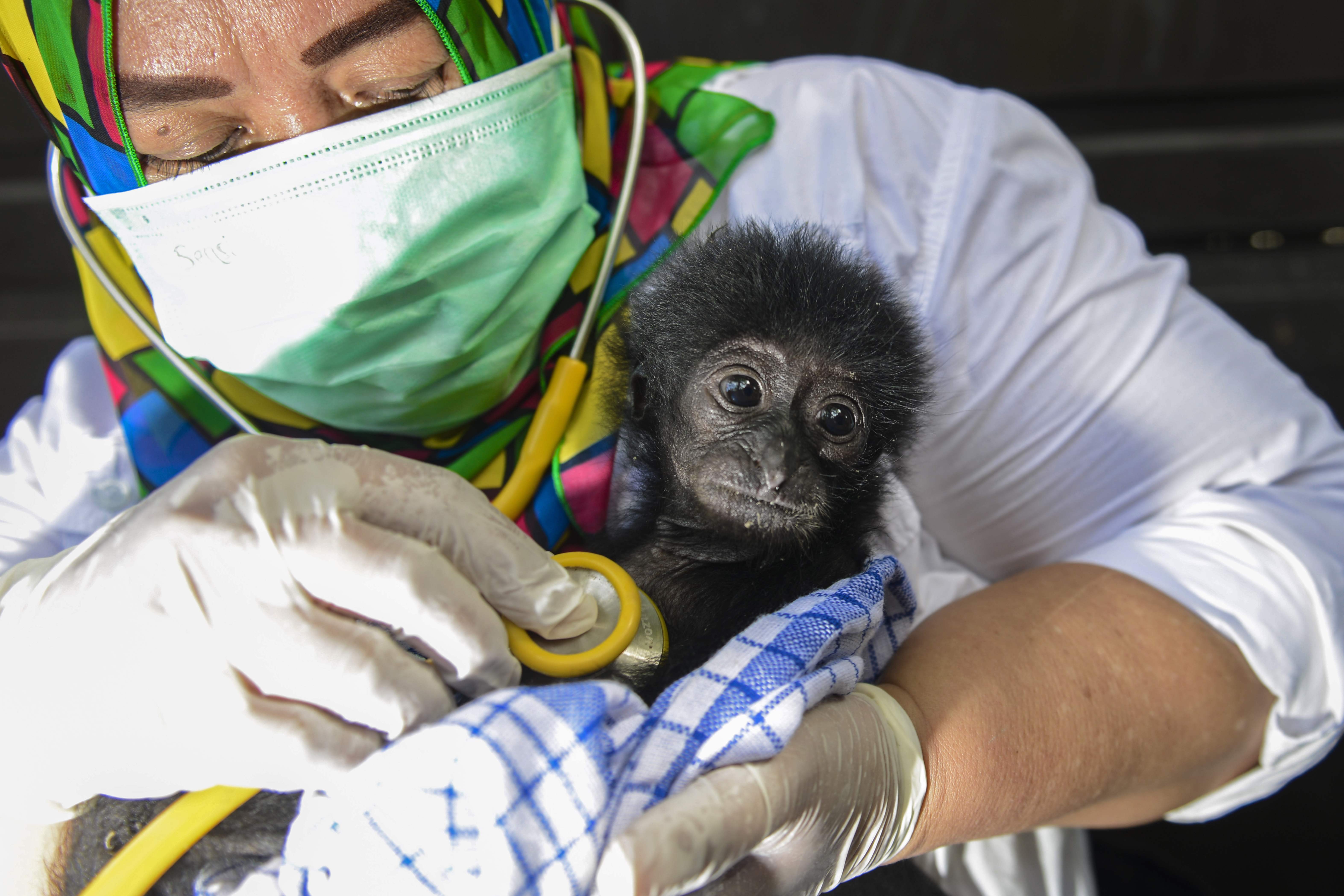 A veterinarian tends to a rescued baby black gibbon at a local nature conservation agency's office in Banda Aceh, Aceh province on Sept. 13, 2018. A local nature conservation agency seized the two month-old siamang, or black-furred gibbon, from a vil