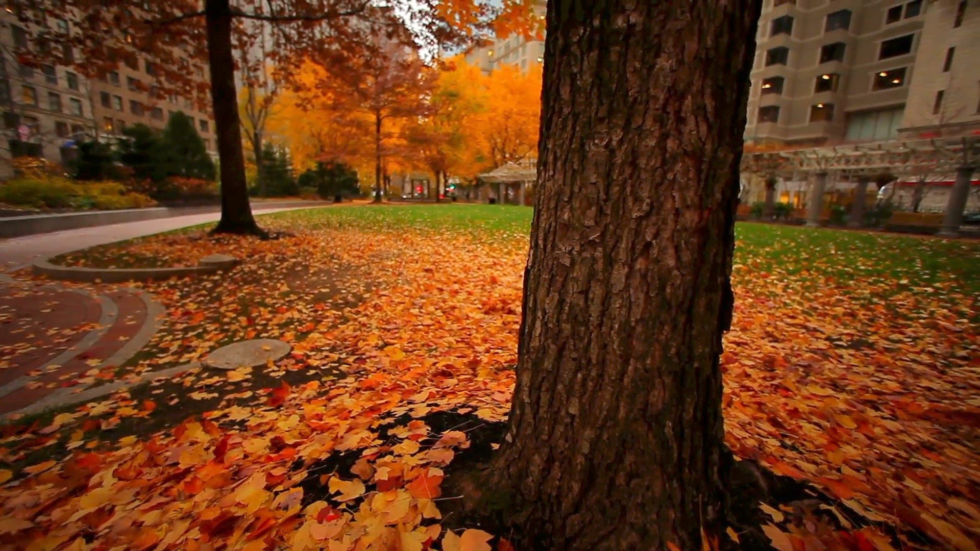 636729031922696015-Autumn-equinox-brings-in-fall-draft-two 636729031922696015-Autumn-equinox-brings-in-fall-draft-two