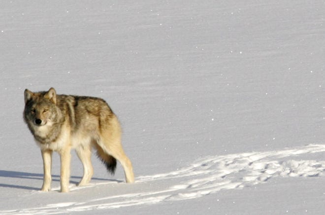 In this Feb. 10, 2006, file photo provided by Michigan Technological University, a gray wolf is shown on Isle Royale National Park in northern Michigan.