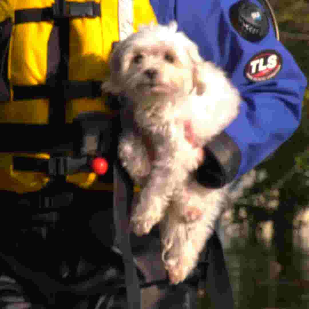 Rescuers Kick In Door To Save To Stranded Dog