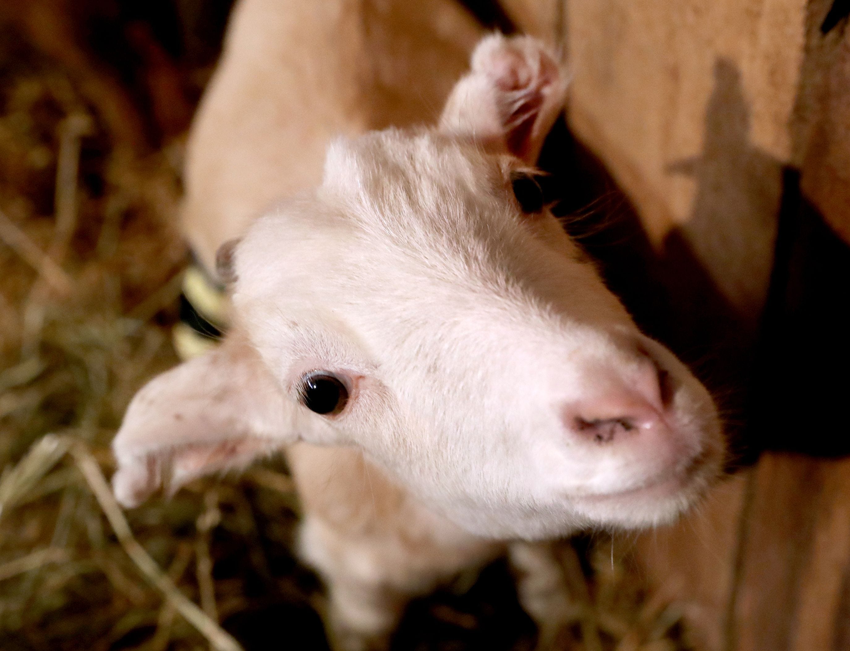 frostbitten-baby-goat-gets-new-back-legs