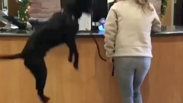 Excited dog jumps for joy in surprising place