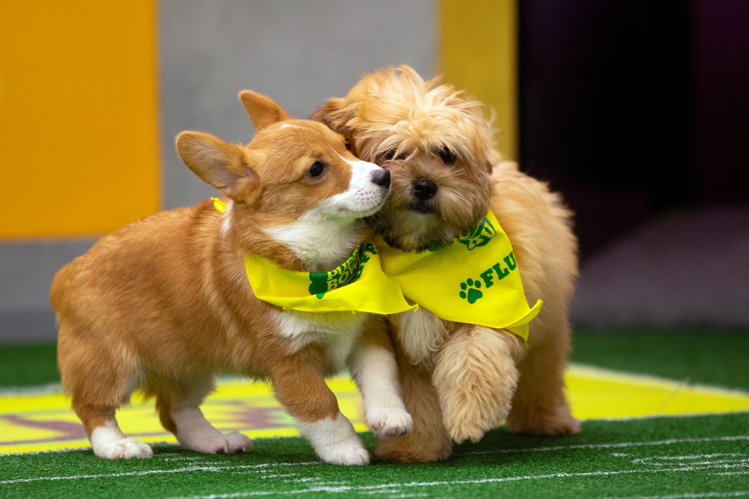 Photos Meet The Dogs Of Puppy Bowl Xv