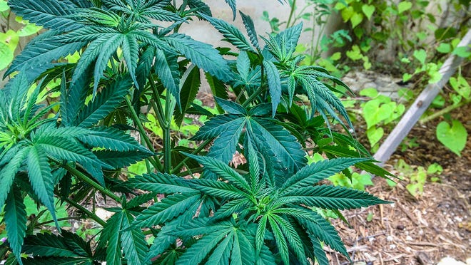 Marijuana plant growing at a farm in Oregon.