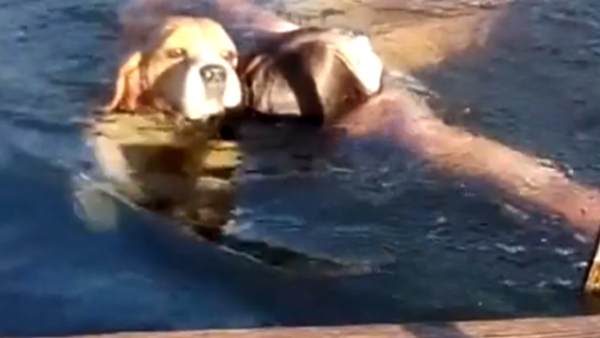 Loyal beagle jumps in lake to 