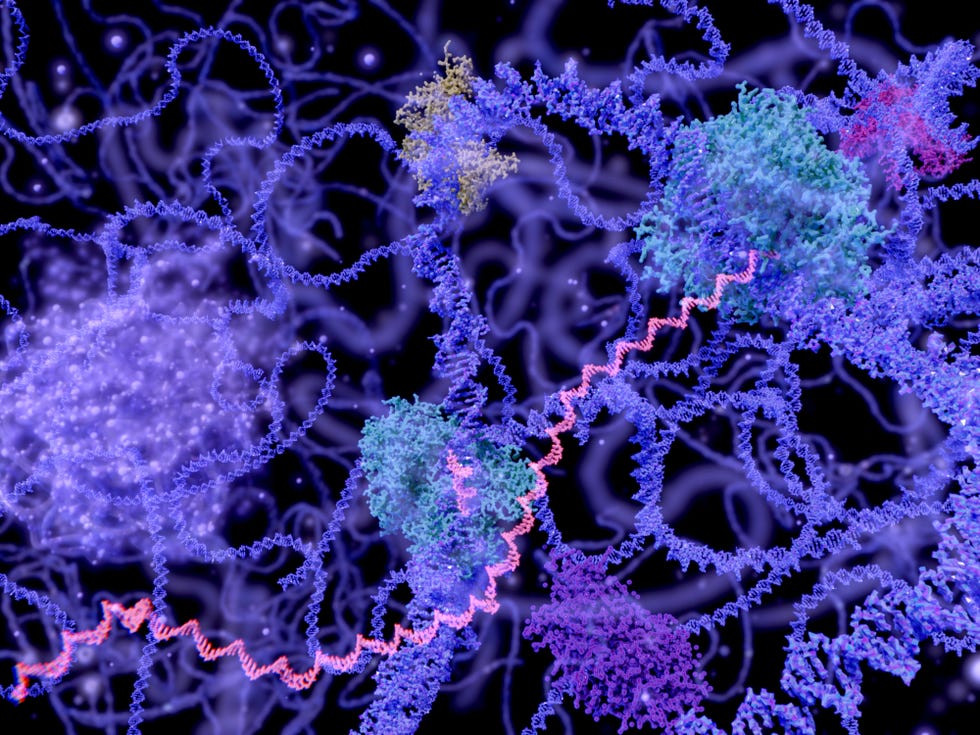 Messenger RNAs (in pink) turn a DNA blueprint into the proteins needed for every cellular activity.