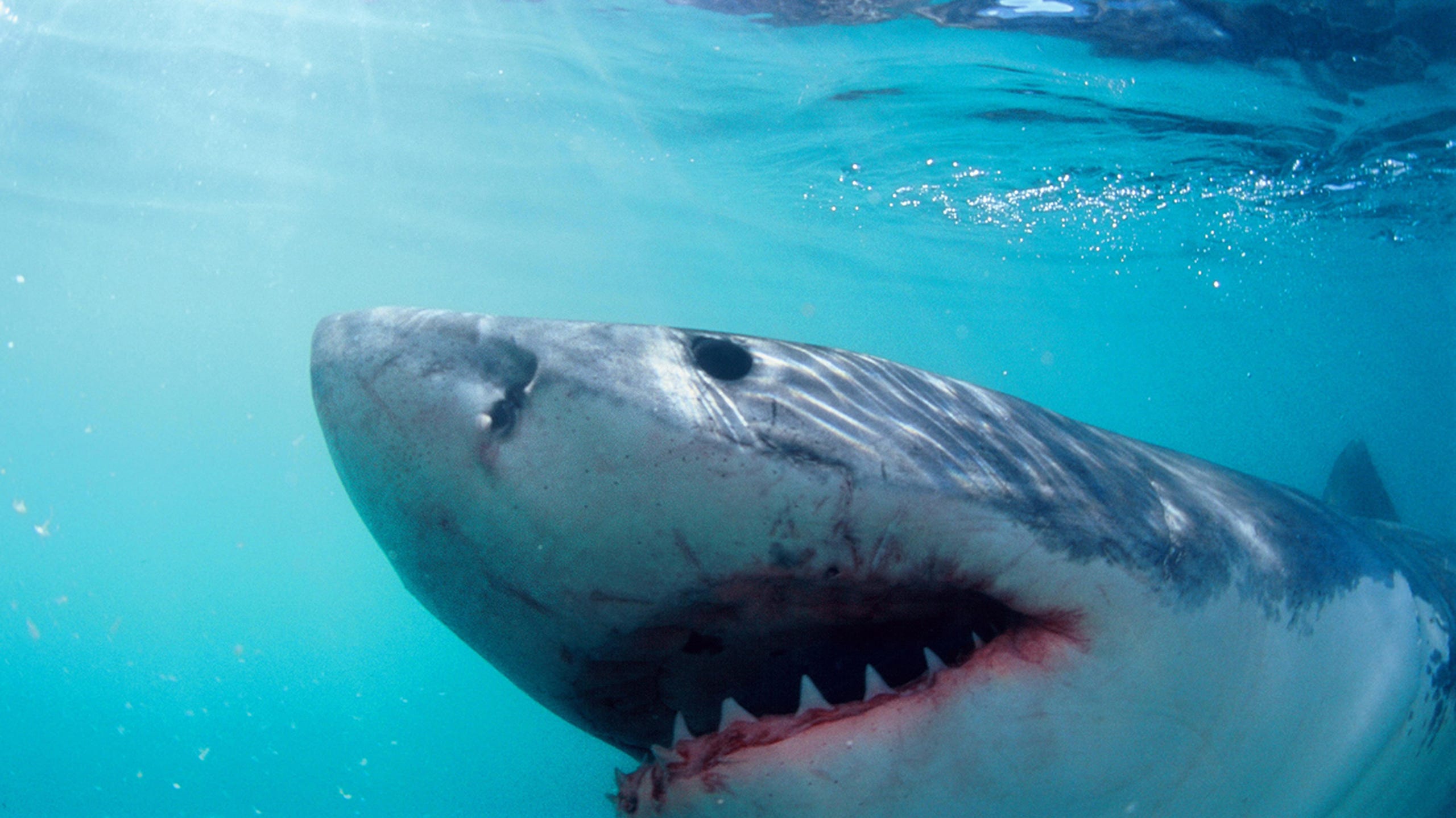 Jaws Anniversary Facts You Didn T Know About The Movie Jaws Anniversary Facts You Didn T Know About The Movie