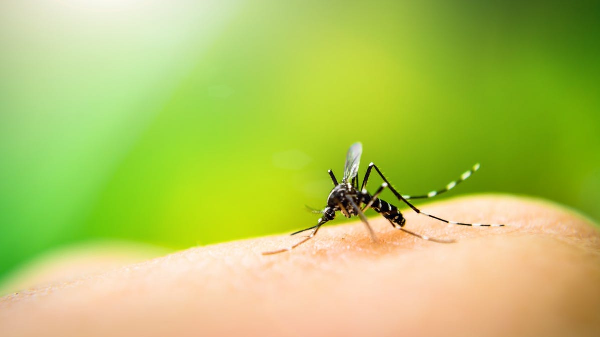 Mosquitos carrying West Nile virus confirmed in Wisconsin after blood donor tests positive Mosquitos carrying West Nile virus confirmed in Wisconsin after blood donor tests positive