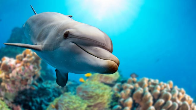 Offenbar setzt Russland Delfine ein, um den Marinestützpunkt im Schwarzen Meer zu schützen