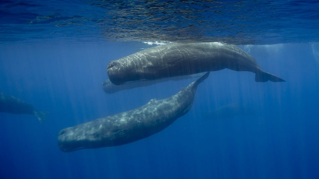 Sperm whales are known as the loudest animal in the world.