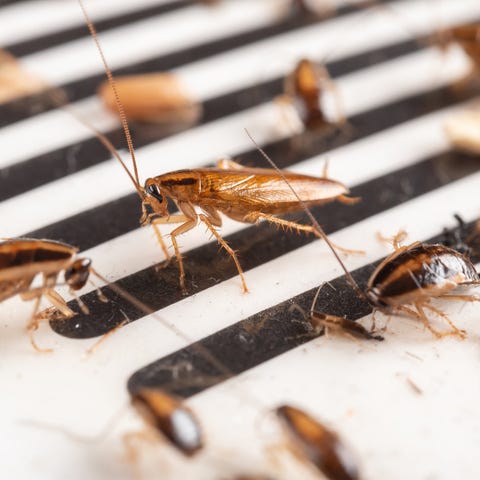 cockroaches