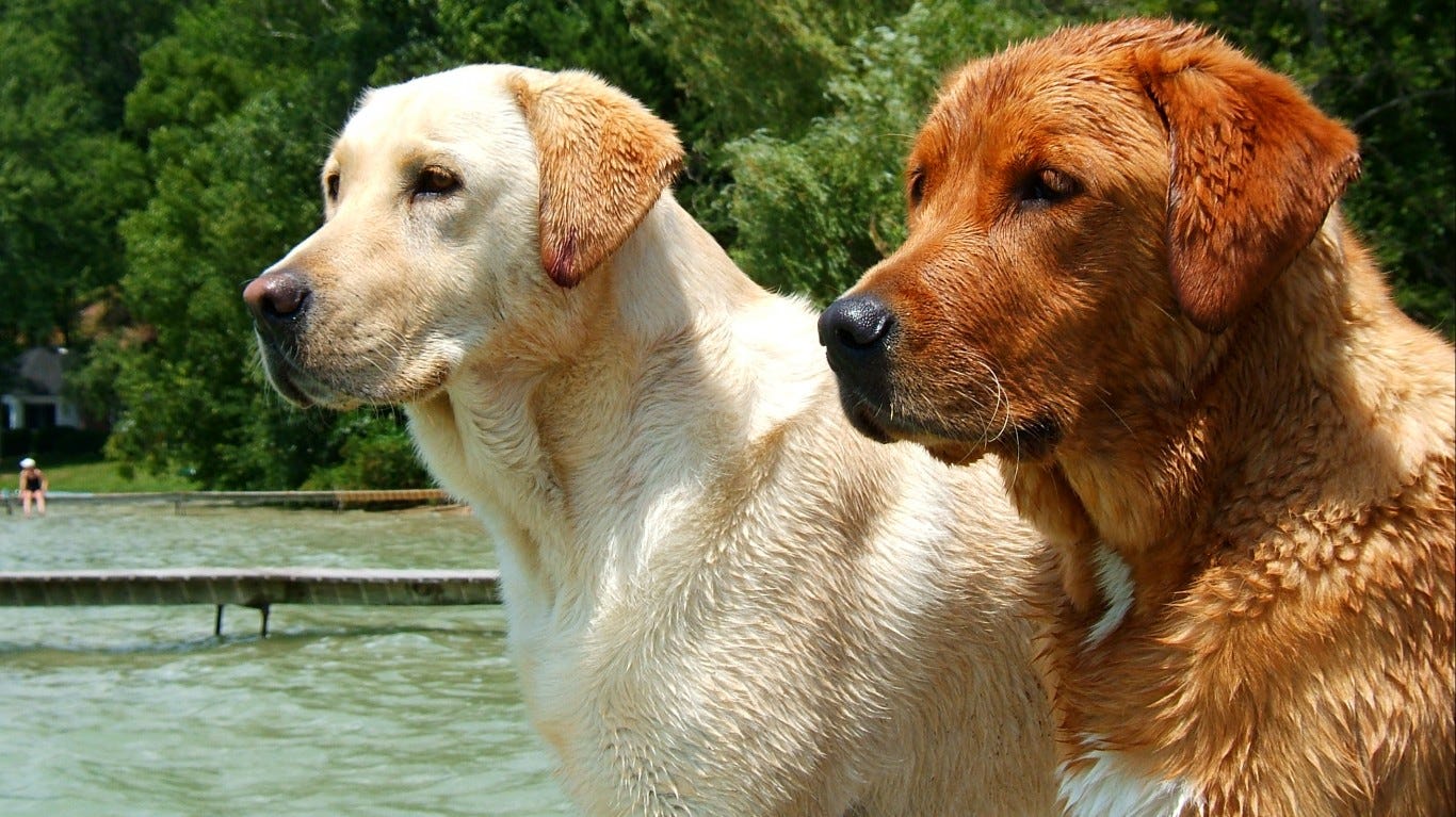 different large dog breeds