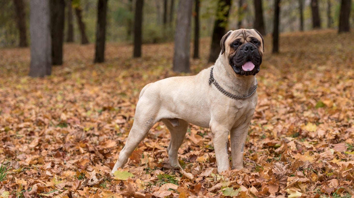 most popular big dogs