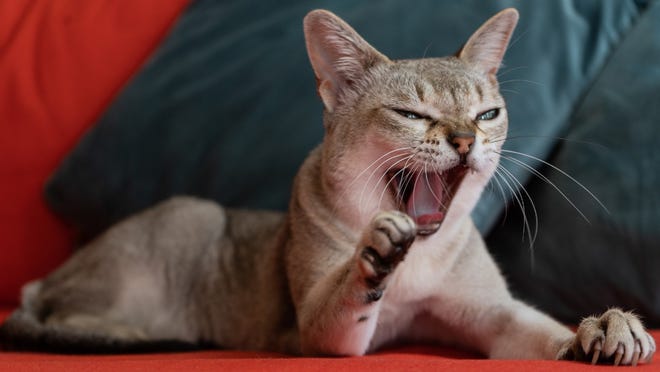 What is the world’s smallest cat? Meet the tiniest cat on the planet What is the world’s smallest cat? Meet the tiniest cat on the planet