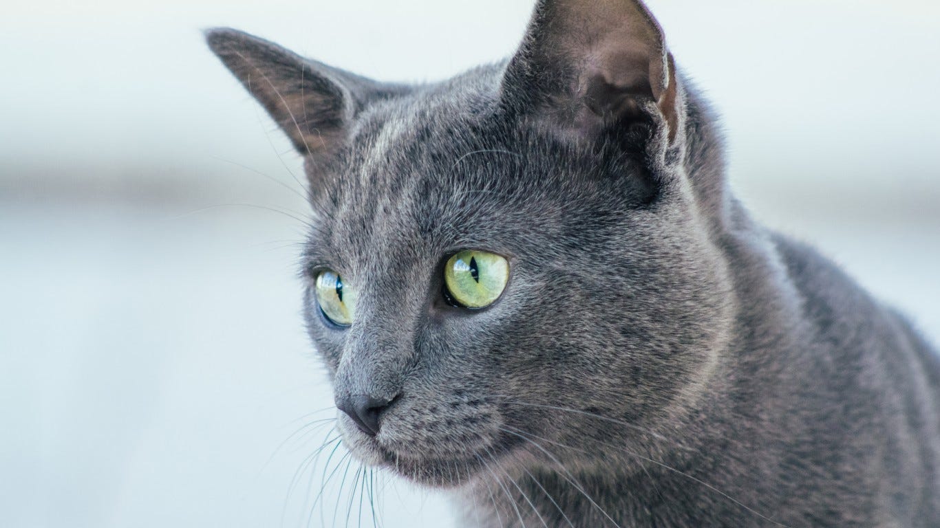Can cats see in the dark? More on cat 'night vision' and eye sight.