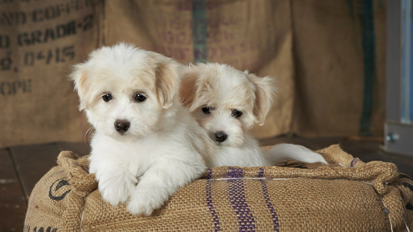 most popular little dogs
