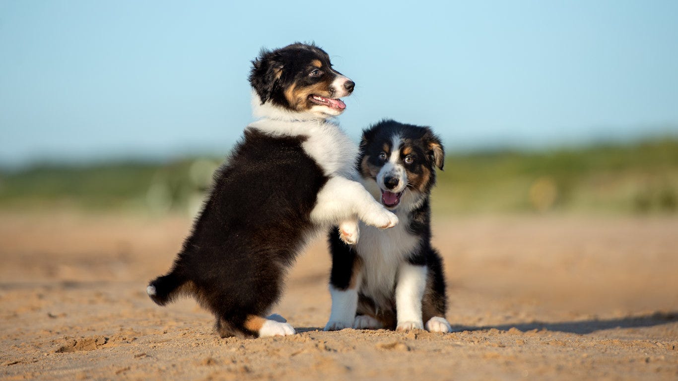 small dogs that love to cuddle