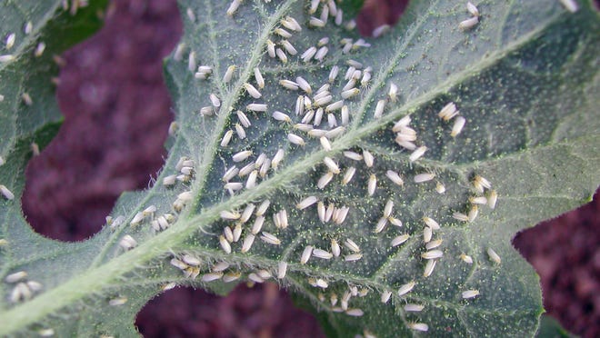 A common greenhouse pest, whiteflies can be a problem on landscape or vegetable plants at certain times of year.