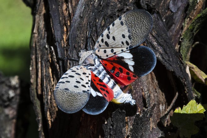 Spotted lanternfly is infesting the US again: Here’s what to do – World news