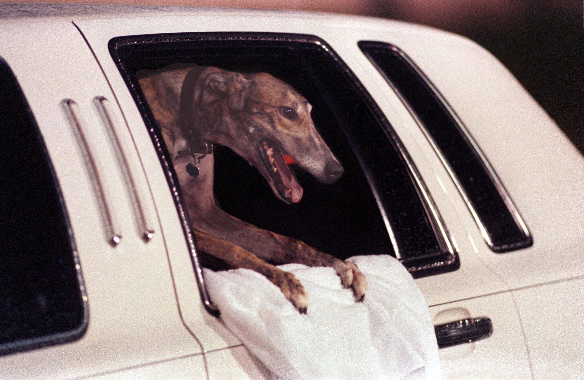 Pat C Rendezvous gets a limo ride back to the finish line after winning her 32nd race in a row to tie the world consecutive record at the Palm Beach Kennel Club in 1994. A sloppy track prevented the limo from being used the night she set the record.