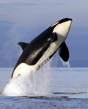 An endangered southern resident female orca leaps from the water while breaching in Puget Sound west of Seattle.