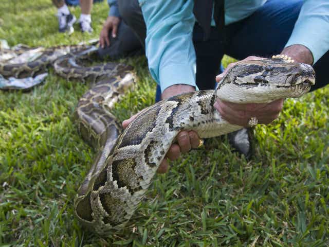 burmese pythons mercury levels studied