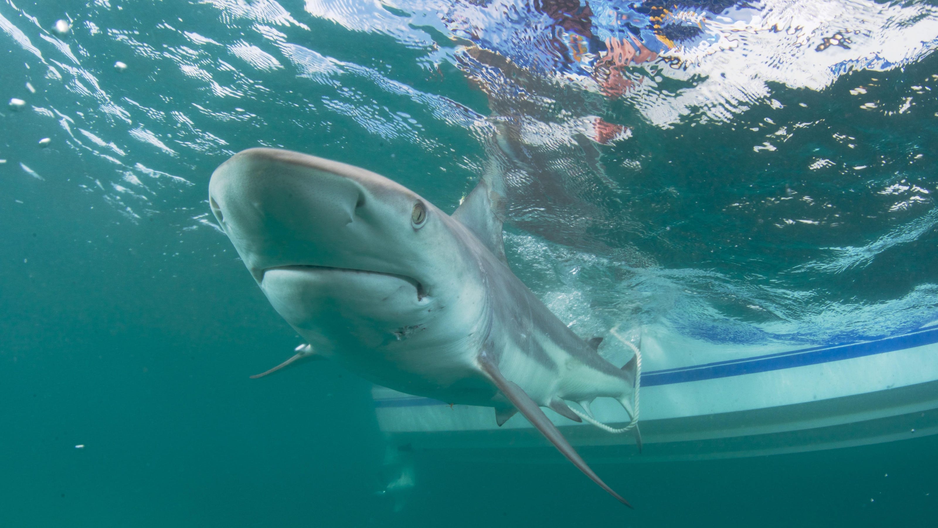 Pandemic Benefit Fewer Shark Bites This Winter And Spring