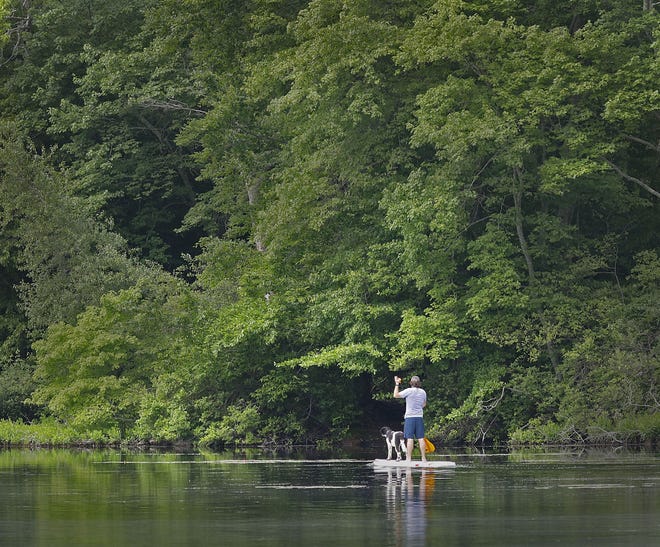 A man and his dog are paddle board buddies on Jacobs Pond in Norwell on Monday.