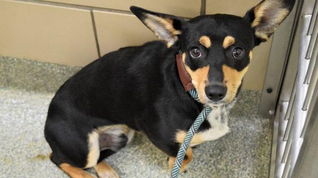 Feature: Lubbock-Area Rescue and Animal Shelters