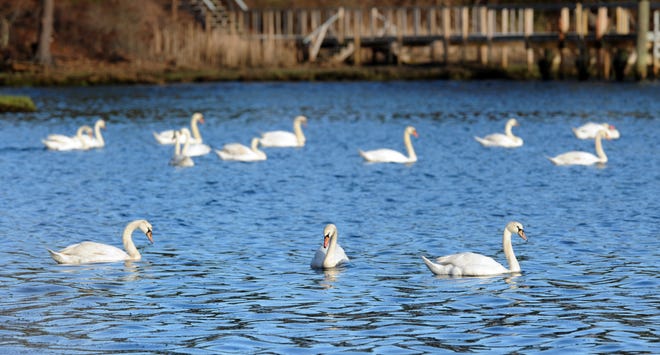 Swans populate Popponesset Bay between Mashpee and Cotuit. The Conservation Law Foundation has threatened to sue Willowbend Country Club over the club's alleged role in contributing to nitrogen pollution in the bay.