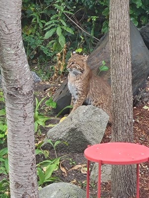 This bobcat seemed right at home in a Warwick yard in September 2020, staying for five to 10 minutes, homeowner Maria Croft said.