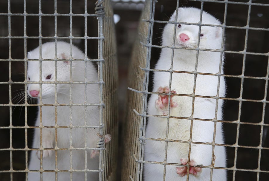 Minks look out of a cage at a fur farm in the village of Litusovo, northeast of Minsk, Belarus. Coronavirus infections have become a problem at mink farms.