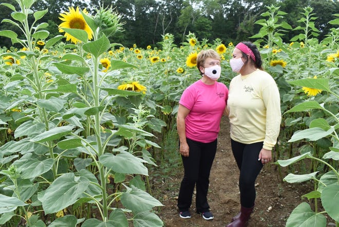 Simcock Farm owner Beverly Simcock, left, and employee Kaitlyn Kopecky stand among the sunflowers in the 2020 walkway at the Swansea farm.