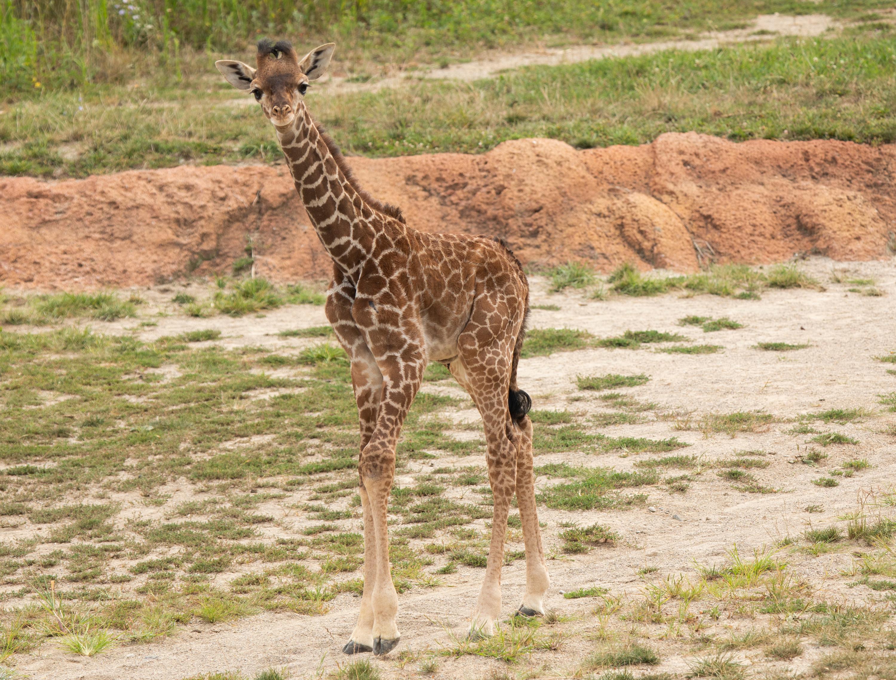 Giraffe