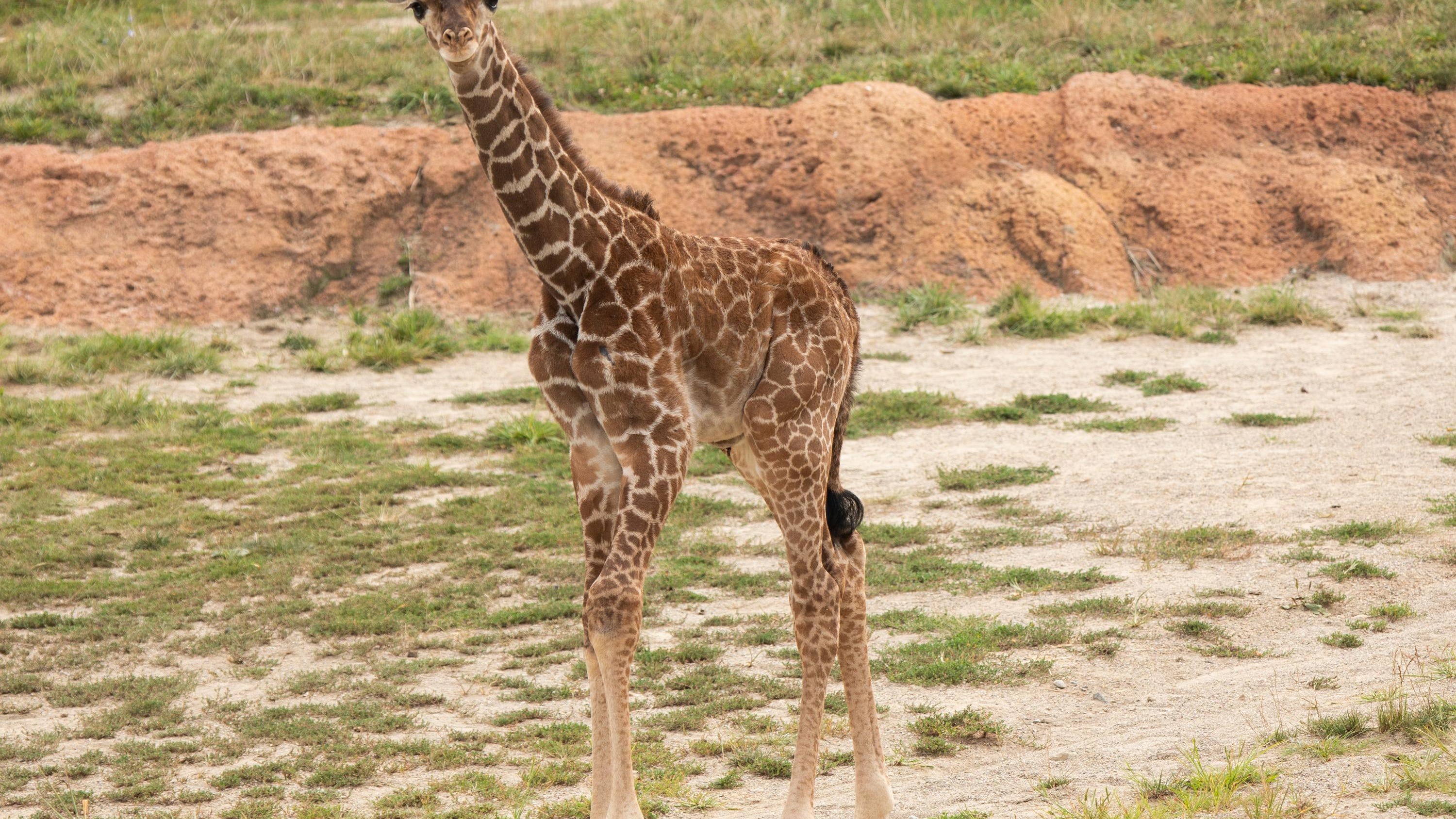 columbus zoo s new baby giraffe