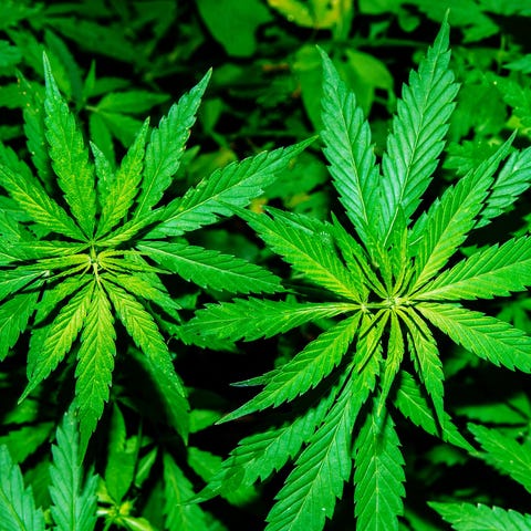 Marijuana plants.