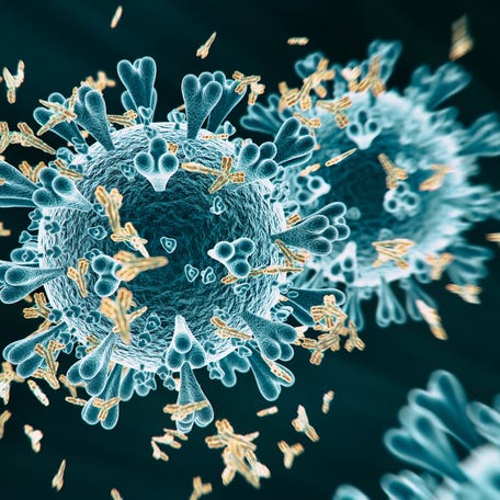 Antibodies attack the SARS-CoV-2 virus.