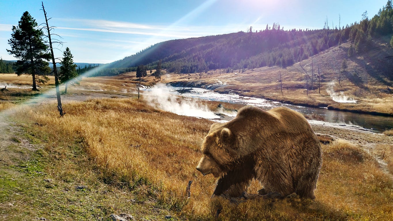 Fact check Yellowstone's 'death zone' may not be free from conviction