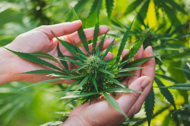 Marijuana plant in hands.