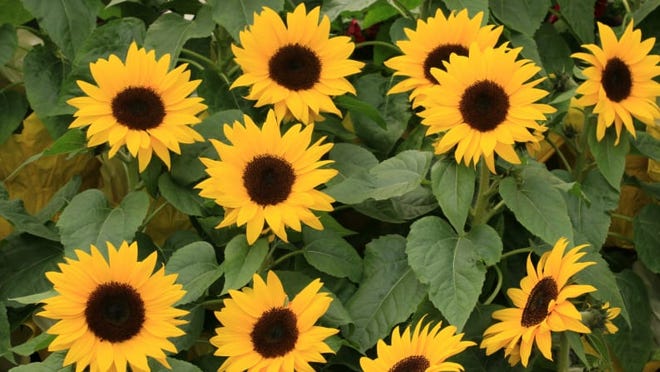 Sunflowers are a classic and bright daisy-like flower.