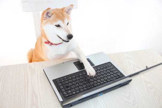 A shiba inu dog, the breed featured in the doge meme, puts a paw on a laptop PC.