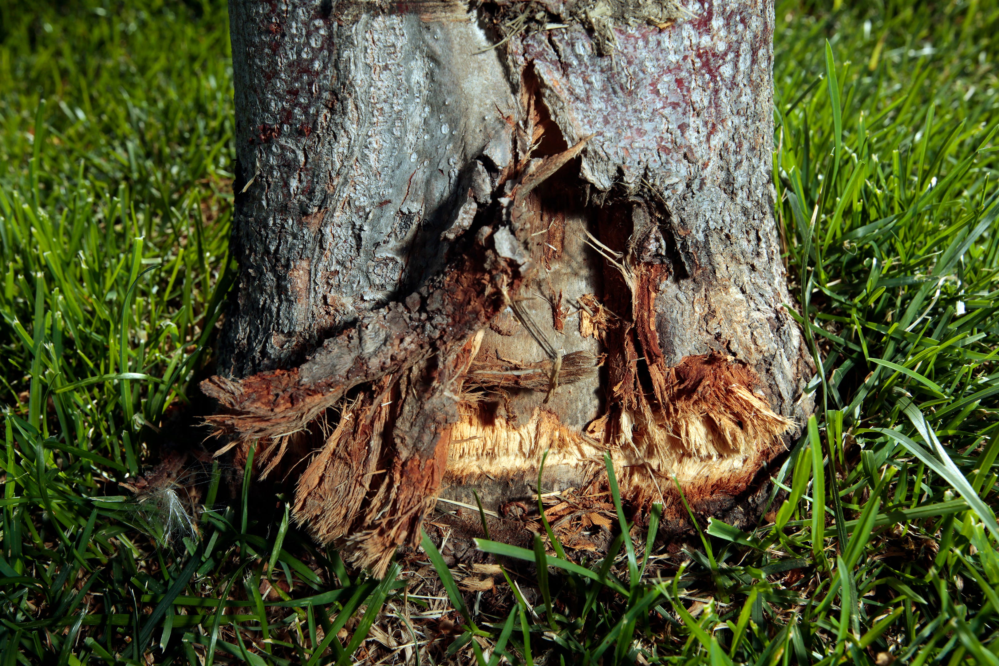 Growing Together Do Trees Scarred By Mowers Trimmers Recover