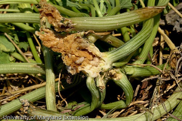 Learn how to keep vine borers from ruining your squash