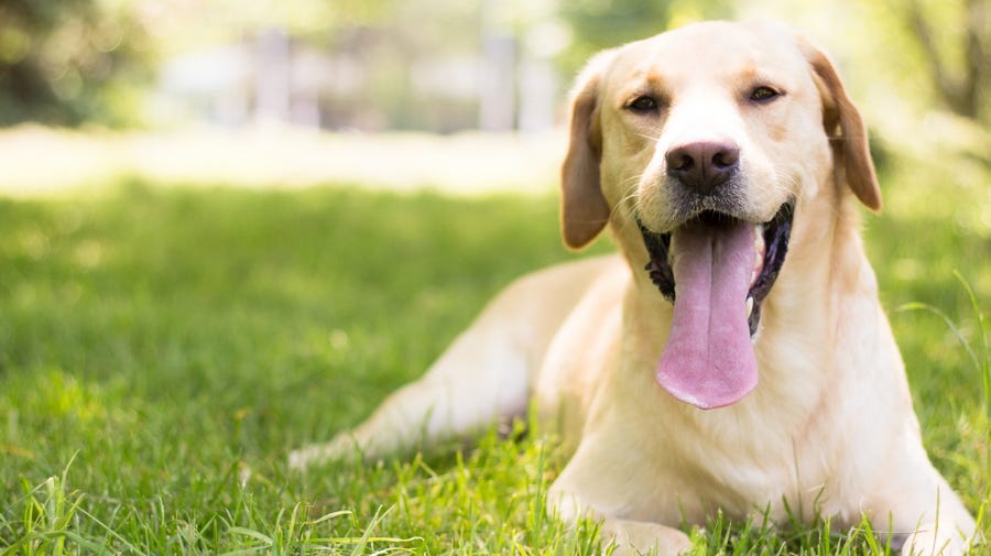 The Labrador Retriever has topped the American Kennel Club's list of most popular breeds in the United States for 30 years.