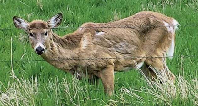 Zombie deer? Animals with chronic wasting disease found near NY border Zombie deer? Animals with chronic wasting disease found near NY border