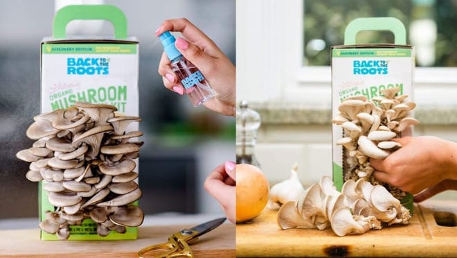 Best Father's Day Gifts: Mushroom Growing Kit