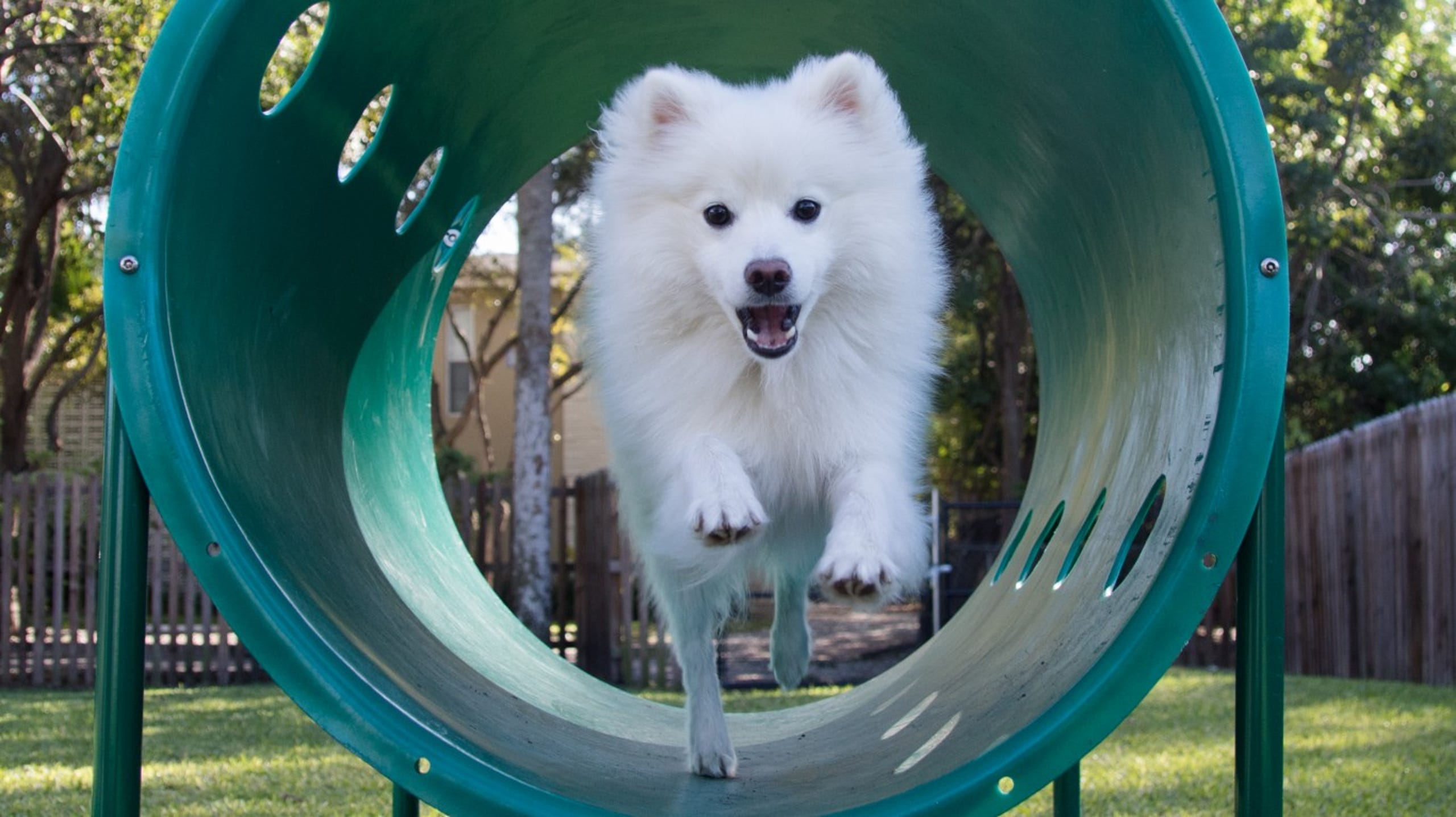 The Longest Living Dog Breeds In The United States