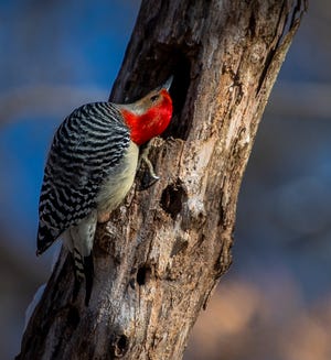 A red-bellied woodpecker looks for food at Griffy Lake Nature Preserve.
